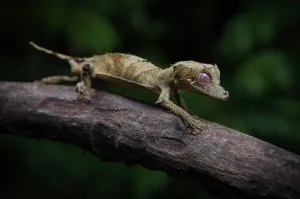 Gecko: Leaf-tailed gecko (Uroplatus fetsy) in the dry forests