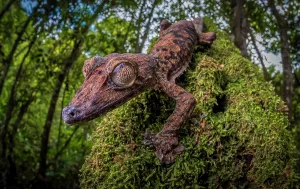 Flat: Leaf-tailed gecko (Uroplatus gigantaeus) in the