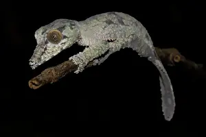 Giganteus: Leaf-tailed gecko (Uroplatus giganteus), young