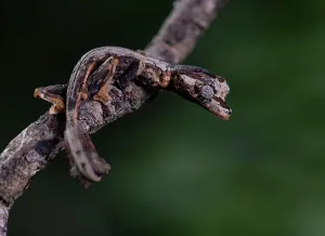 Uroplatus: Leaf-tailed gecko (Uroplatus guentheri) in the dry