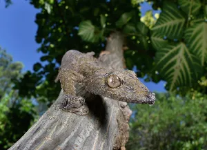 Uroplatus: Leaf-tailed gecko (Uroplatus henkeli) Dry forest
