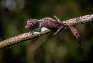 Gecko: A leaf-tailed gecko (Uroplatus phantasticus) of the genus in