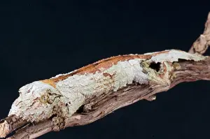 Uroplatus: Leaf-tailed gecko (Uroplatus sikorae), Madagascar