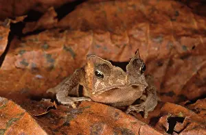 Margaritifer: Toad