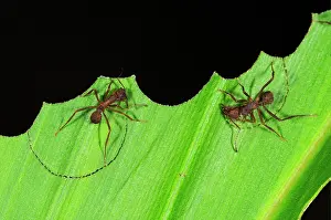 Workers: Leafcutter Ant (Atta sp.), two adults, cutting segments