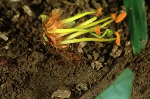 Jaws: Leafcutter Ant Carrying Flower