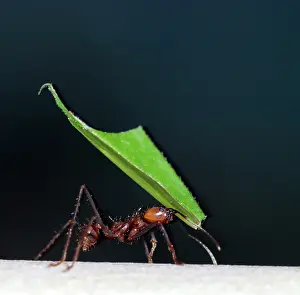 Leafcutter: Leafcutter Ant - carrying fragments of harvested