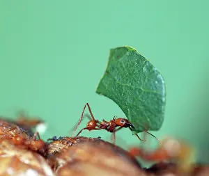 Leafcutter: Leafcutter Ant - carrying leaf
