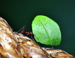 Leafcutter: Leafcutter Ant carrying leaf fragment back to its nest