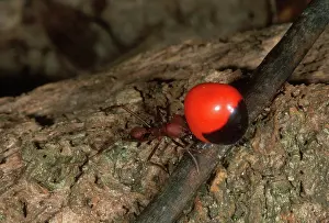 Jaws: Leafcutter Ant Carrying Seed