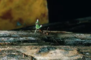 Leafcutting: Leafcutter Ant with Flowers
