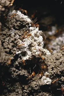 Leafcutting: Leafcutter Ant Fungus Garden