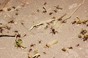 Leafcutter: Leafcutter ants on the move