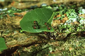 Ride: Leafcutter Ants