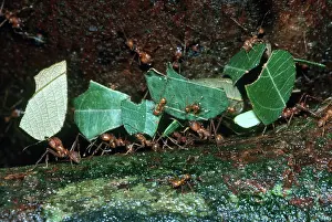 Selva: Leafcutter ants