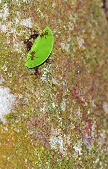 Leafcutting: Leafcutter Ants (Atta sp.) carrying leaf