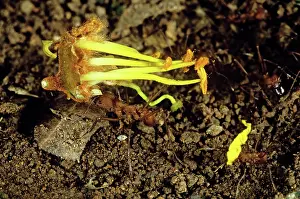 Leafcutting: Leafcutter Ants Carrying Flower