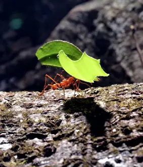 Operation: Leafcutter Ants - carrying leaf fragments underground