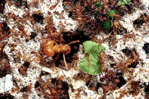 Leafcutter: Leafcutter Ants - massive soldier ant guarding the workers
