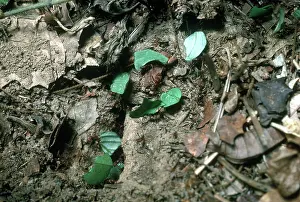 Leafcutting: Leafcutter Ants at Nest