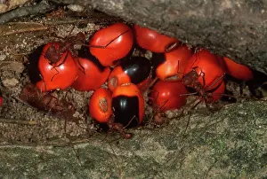Worker: Leafcutter Ants Storing Seeds