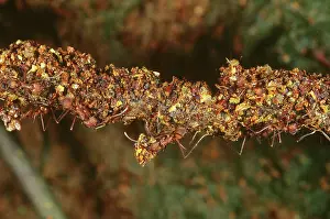 Leafcutting: Leafcutter Ants with Trash