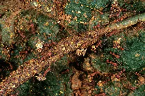 Leafcutting: Leafcutter Ants with Trash