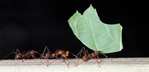 Leafcutter: Leafcutter Ants - workers carrying harvested leaf