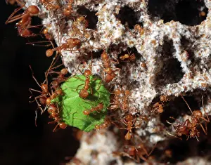 Leafcutter: Leafcutter Ants - workers carrying harvested leaf