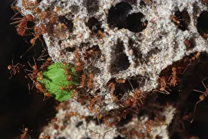 Leafcutter: Leafcutter Ants - workers dragging a piece of leaf