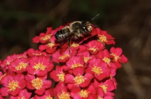 Leafcutting: Leafcutter Bee