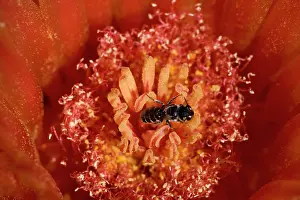 Leafcutting: Leafcutting Bee - on fishhook barrel cactus blossum