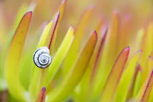 Cabo: leafes of Hottentot-fig (Carpobrotus edulis) wi
