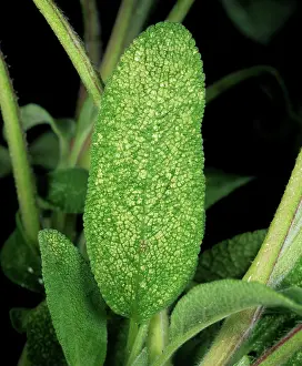 Sage: Leafhopper damage