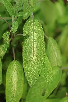 Sage: Leafhopper Damage to Sage