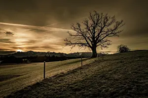 Staffelsee: Leafless tree in front of a dramatic sky with Alpine