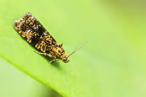 Groningen: Leafroller Moth