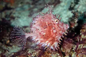 Leafy: Leafy Filefish