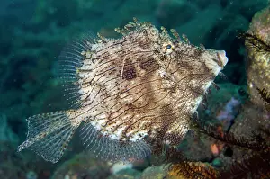 Leafy: Leafy Filefish - Batu Nitti Dive Site, Tulamben