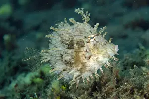 Leafy: Leafy Filefish - Secret Place dive site, Amed