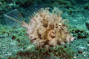 Leafy: Leafy Filefish - Sedam dive site, Tulamben, Karangasem