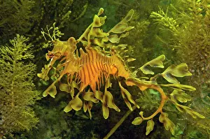 Phycodurus: Leafy Sea Dragon