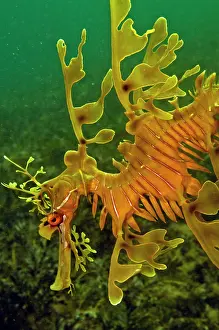 Phycodurus: Leafy Sea Dragon