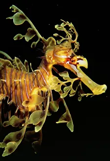 Phycodurus: LEAFY SEA DRAGON / SEAHORSE