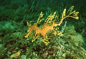 Phycodurus: Leafy Sea Horse / Sea Dragon