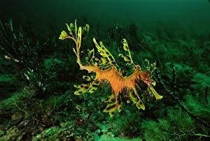 Leafy: Leafy Seadragon