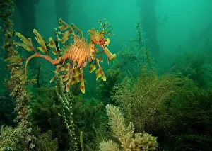 Auscape International: Leafy seadragon - in algae under a jetty