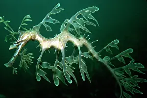 Phycodurus: Leafy SEADRAGON - Endemic to southern Australia