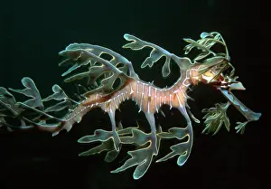 Phycodurus: Leafy SEADRAGON - Endemic to southern Australia