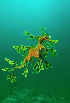 Leafy Seadragon - an example of brilliant camouflage